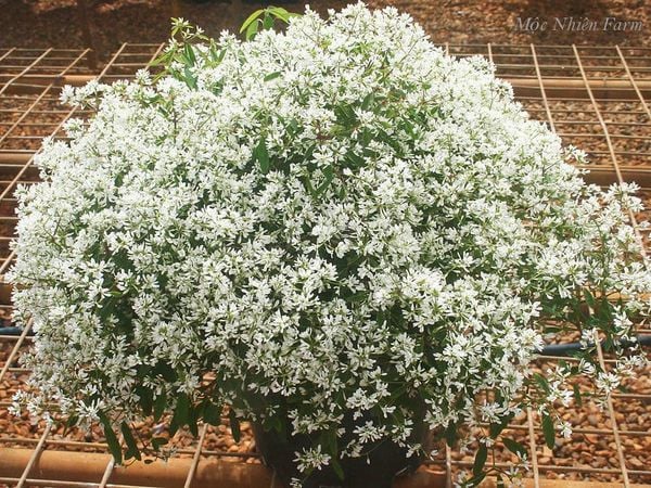  Hoa tuyết cầu 