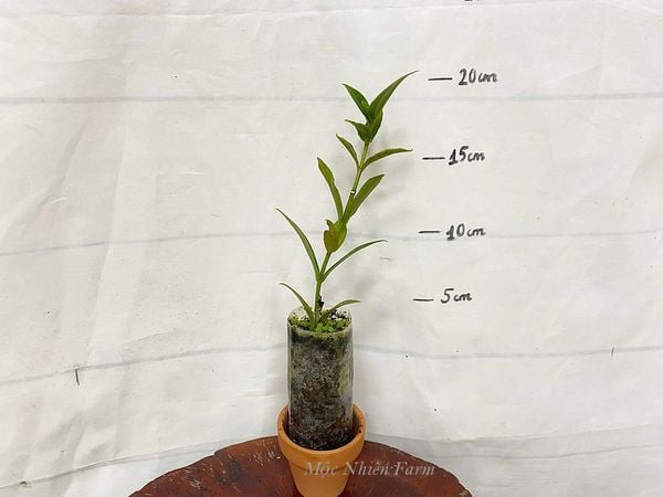  Cây hòn ngọc viễn đông 