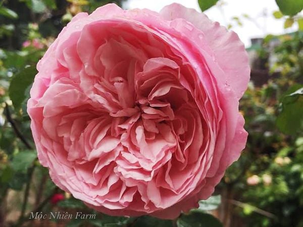  Hoa hồng Carey G1 