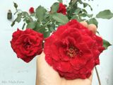  Hoa hồng cổ Hải Phòng K1 
