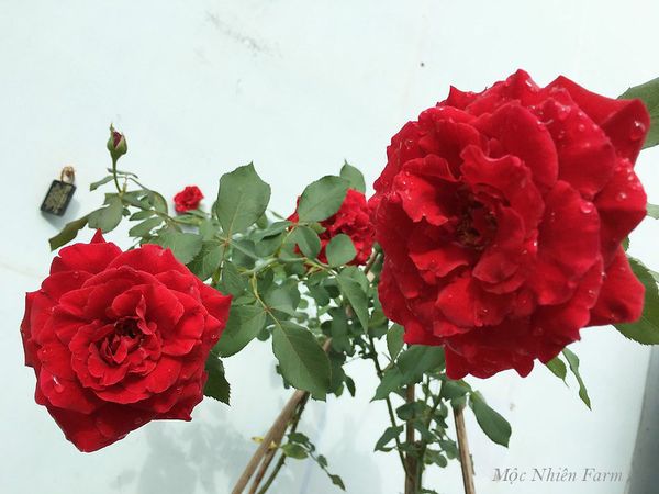  Hoa hồng cổ Hải Phòng K1 