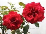  Hoa hồng cổ Sơn La đỏ C2 