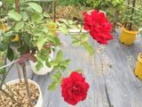  Hoa hồng cổ Sơn La đỏ C2 