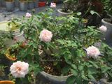  Hoa hồng cổ Vân Khôi N2 