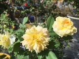  Hoa hồng Molineux V2 