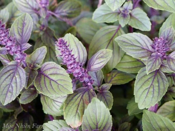  Húng quế lá tím (Red rubin basil) 