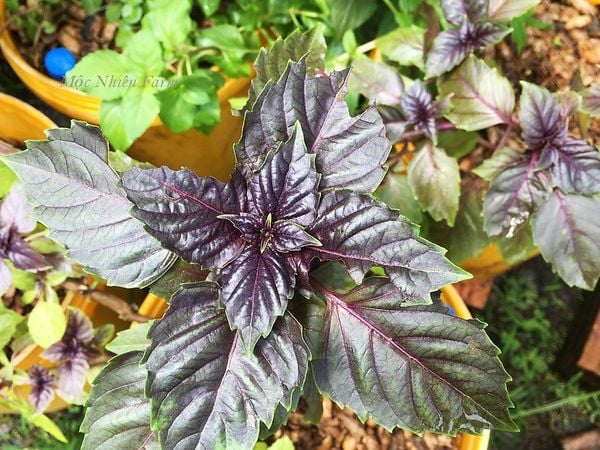  Húng quế lá tím (Red rubin basil) 