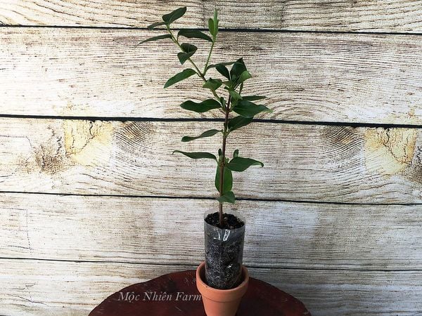  Kim ngân hoa hồng B1 