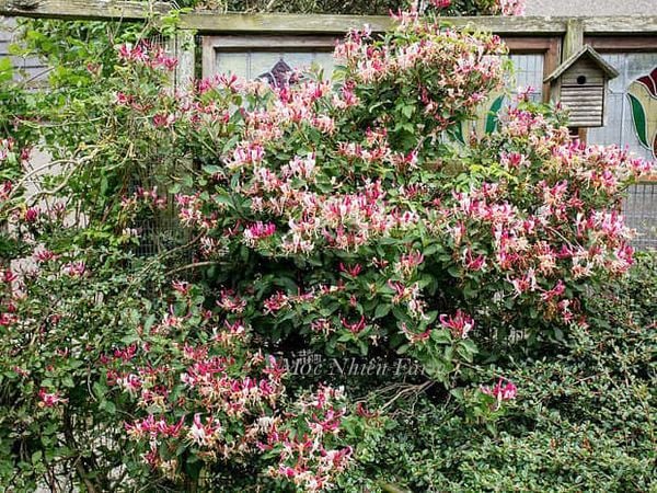  Kim ngân hoa hồng B1 