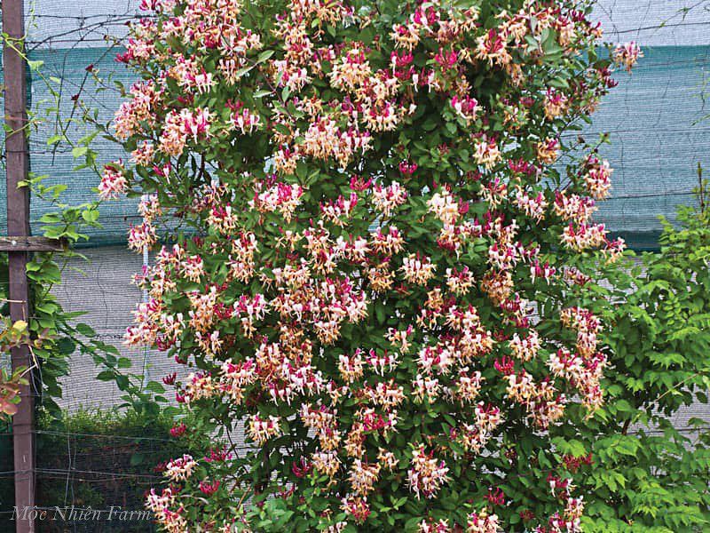  Kim ngân hoa hồng B1 