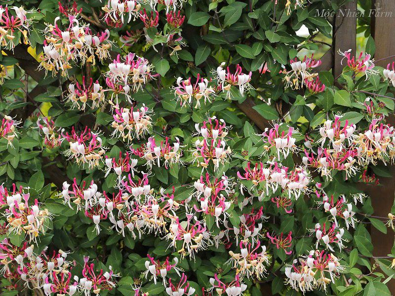  Kim ngân hoa hồng B1 