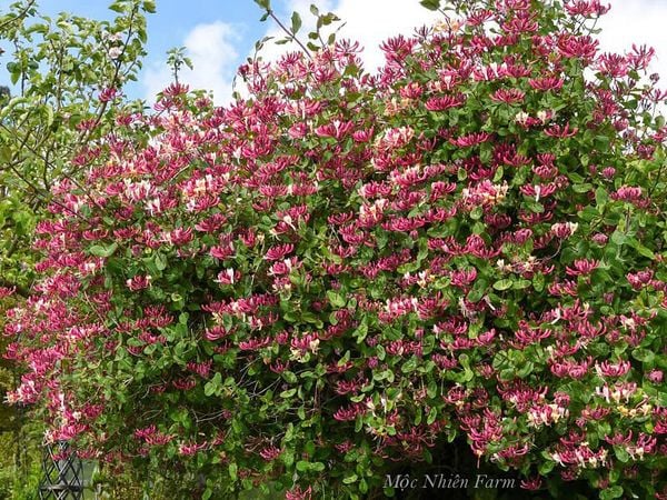  Kim ngân hoa hồng B1 