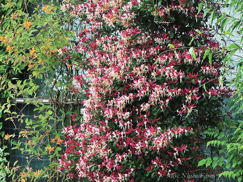  Kim ngân hoa hồng B1 