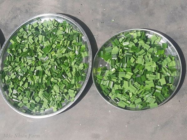  Sâm dứa 