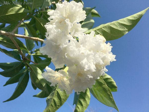  Hoa lài nữ hoàng D1 