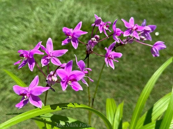  Lan chu đỉnh tím A1 