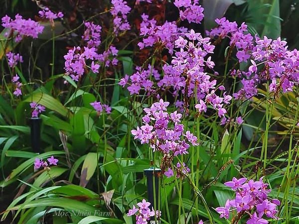  Lan chu đỉnh tím A1 