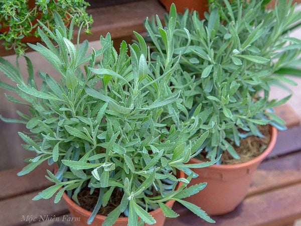  Lavender Hàn Quốc A1 