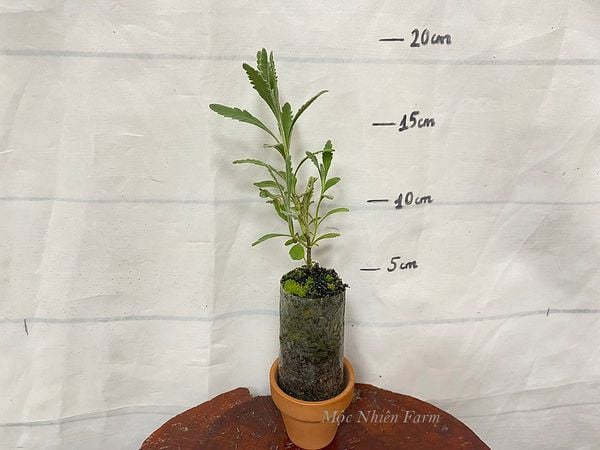  Lavender Hàn Quốc A1 