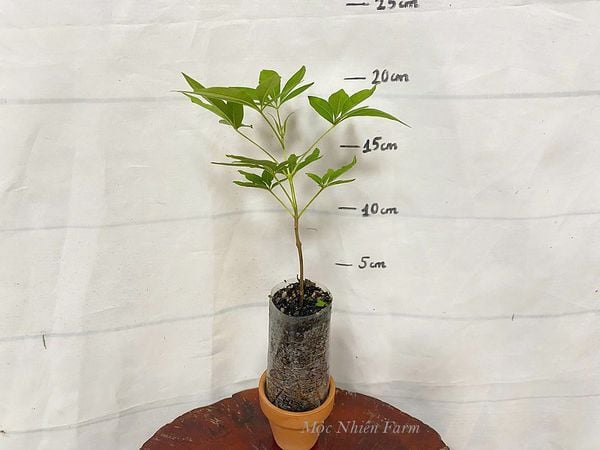  Lavender thân gỗ B1 