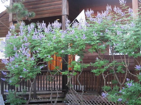  Lavender thân gỗ B1 