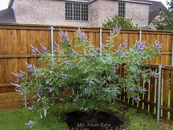  Lavender thân gỗ B1 