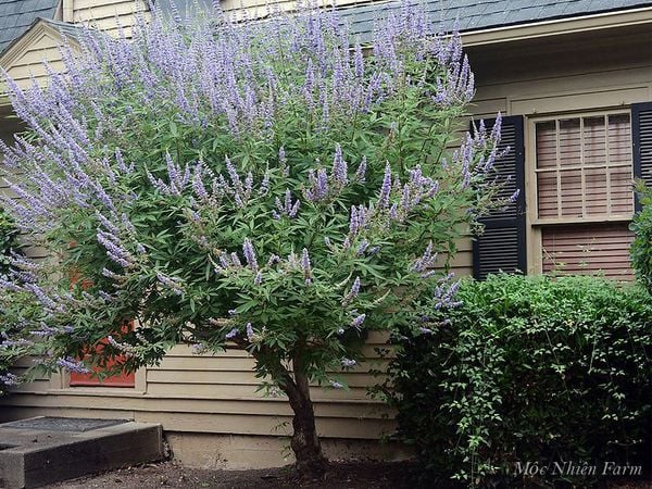  Lavender thân gỗ B1 