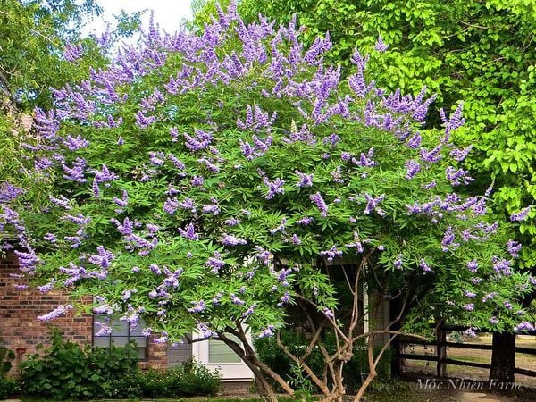  Lavender thân gỗ B1 