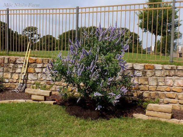  Lavender thân gỗ B1 