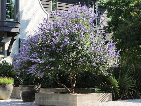  Lavender thân gỗ B1 