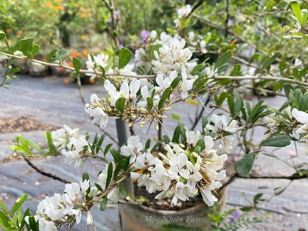  Linh sam hai màu, trắng sữa, Sông Hinh, lá nhỏ D1 