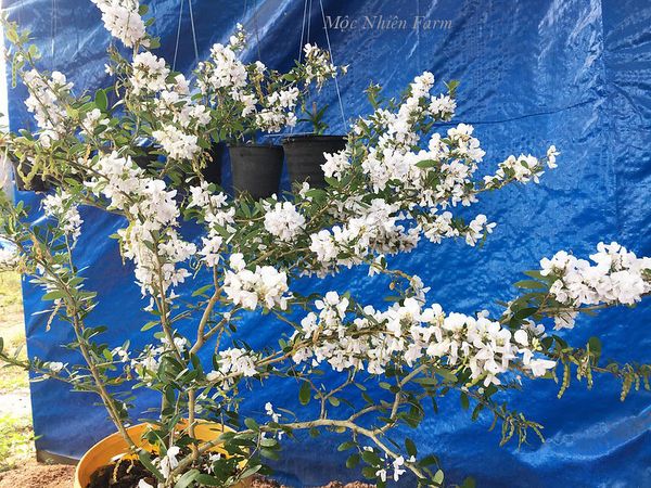  Linh sam trắng hồng, La Hai, lá trung E1 