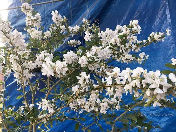  Linh sam trắng hồng, La Hai, lá trung E1 