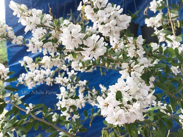  Linh sam trắng hồng, La Hai, lá trung E1 