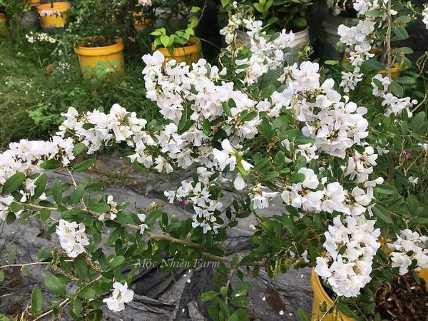  Linh sam trắng hồng, La Hai, lá trung E1 