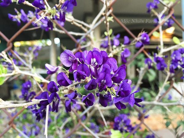  Linh sam tím than, La Hai, lá lớn H1 