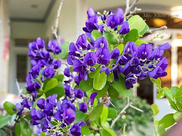  Linh sam tím than, La Hai, lá lớn H1 