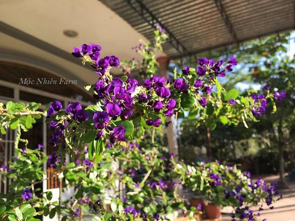  Linh sam tím than, La Hai, lá lớn H1 