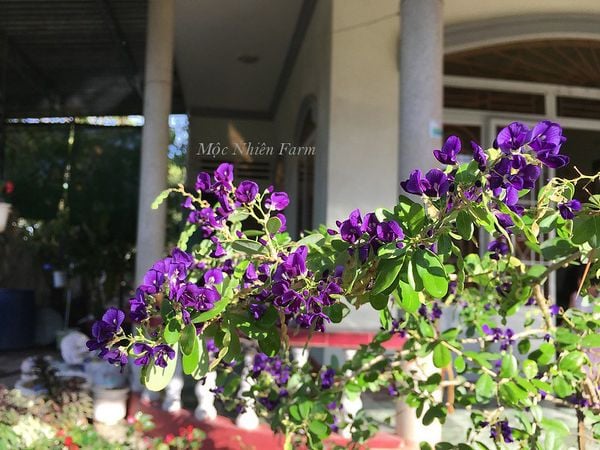  Linh sam tím than, La Hai, lá lớn H1 