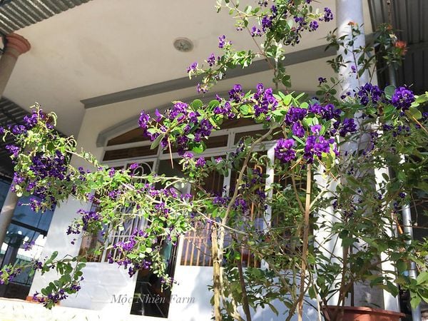  Linh sam tím than, La Hai, lá lớn H1 