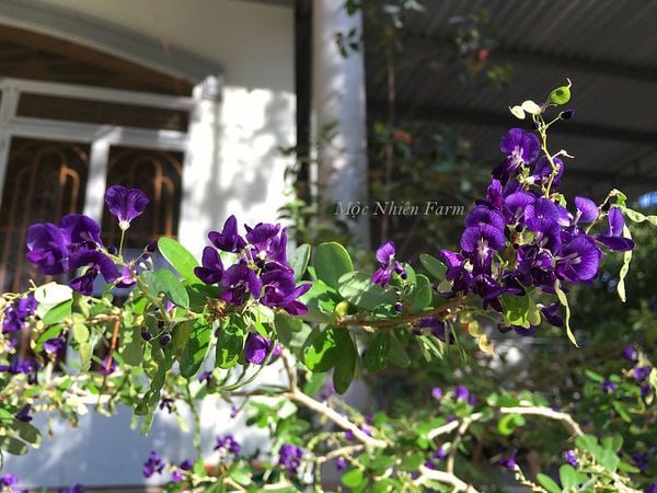  Linh sam tím than, La Hai, lá lớn H1 