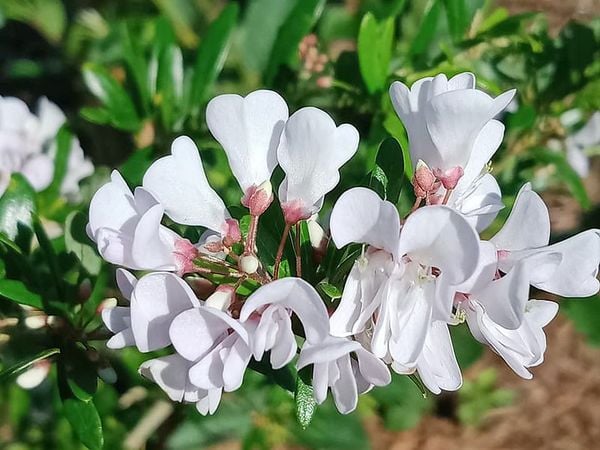  Linh sam trắng hồng, hai màu, Sông Hinh, lá rí N1 