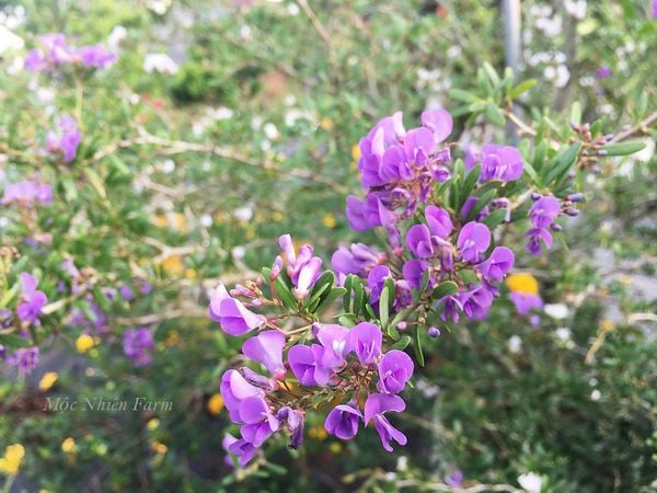  Linh sam trắng hồng, hai màu, Sông Hinh, lá rí N1 