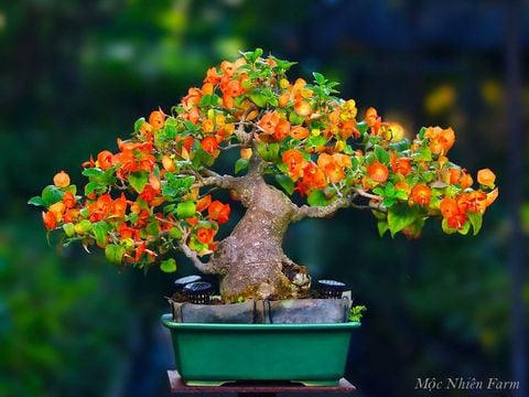 Bonsai