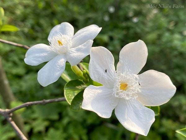  Cây mai chỉ thiên hoa lớn A1 