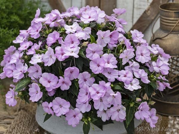  Hoa mai địa thảo hồng B1 