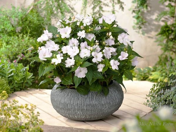  Hoa mai địa thảo trắng E1 