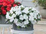  Hoa mai địa thảo trắng E1 