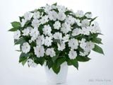  Hoa mai địa thảo trắng E1 