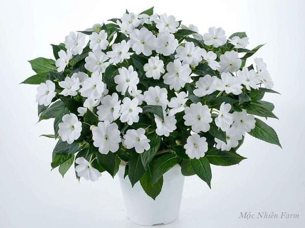  Hoa mai địa thảo trắng E1 